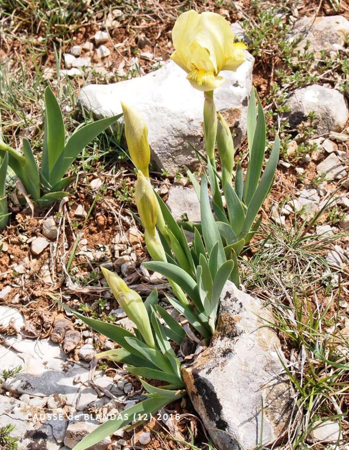 Iris, Yellow leaf